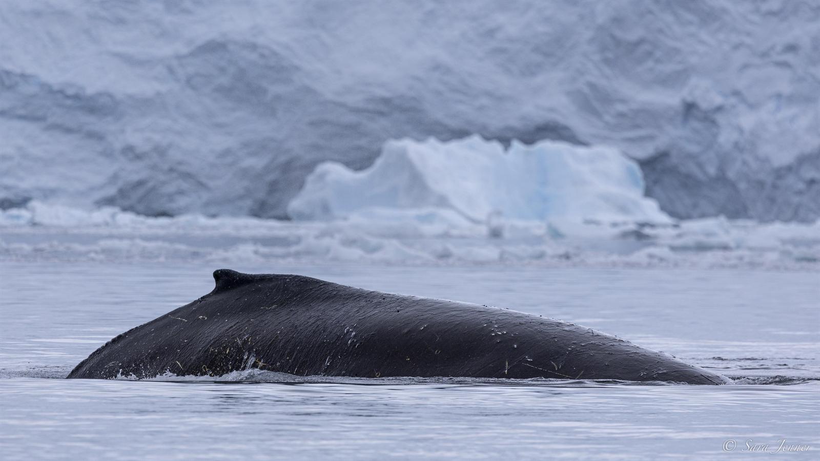 Danco Island · Zodiac-Cruise — Foto: Oceanwide Expeditions
