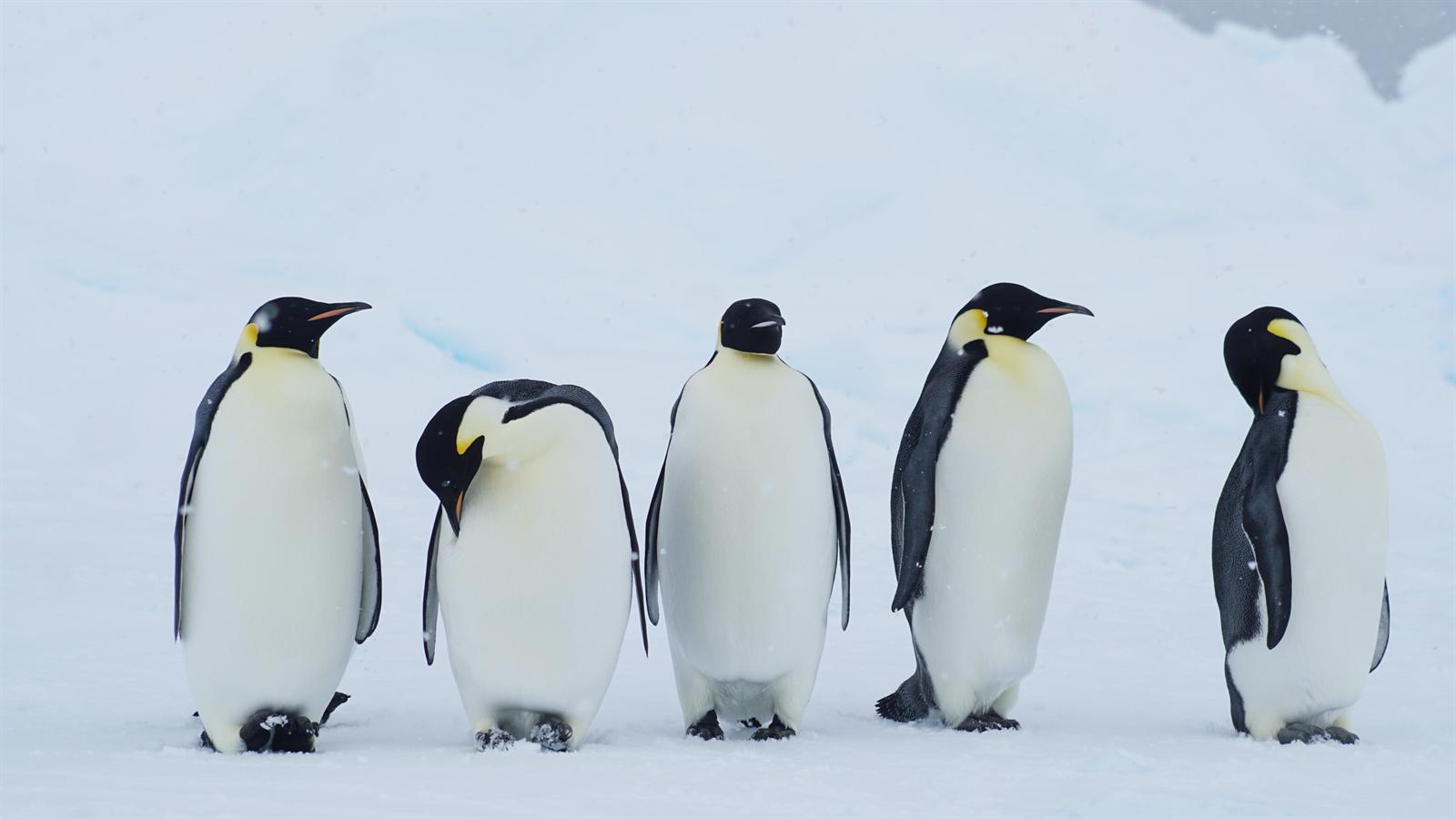 Kaiserpinguine — Foto: Oceanwide Expeditions