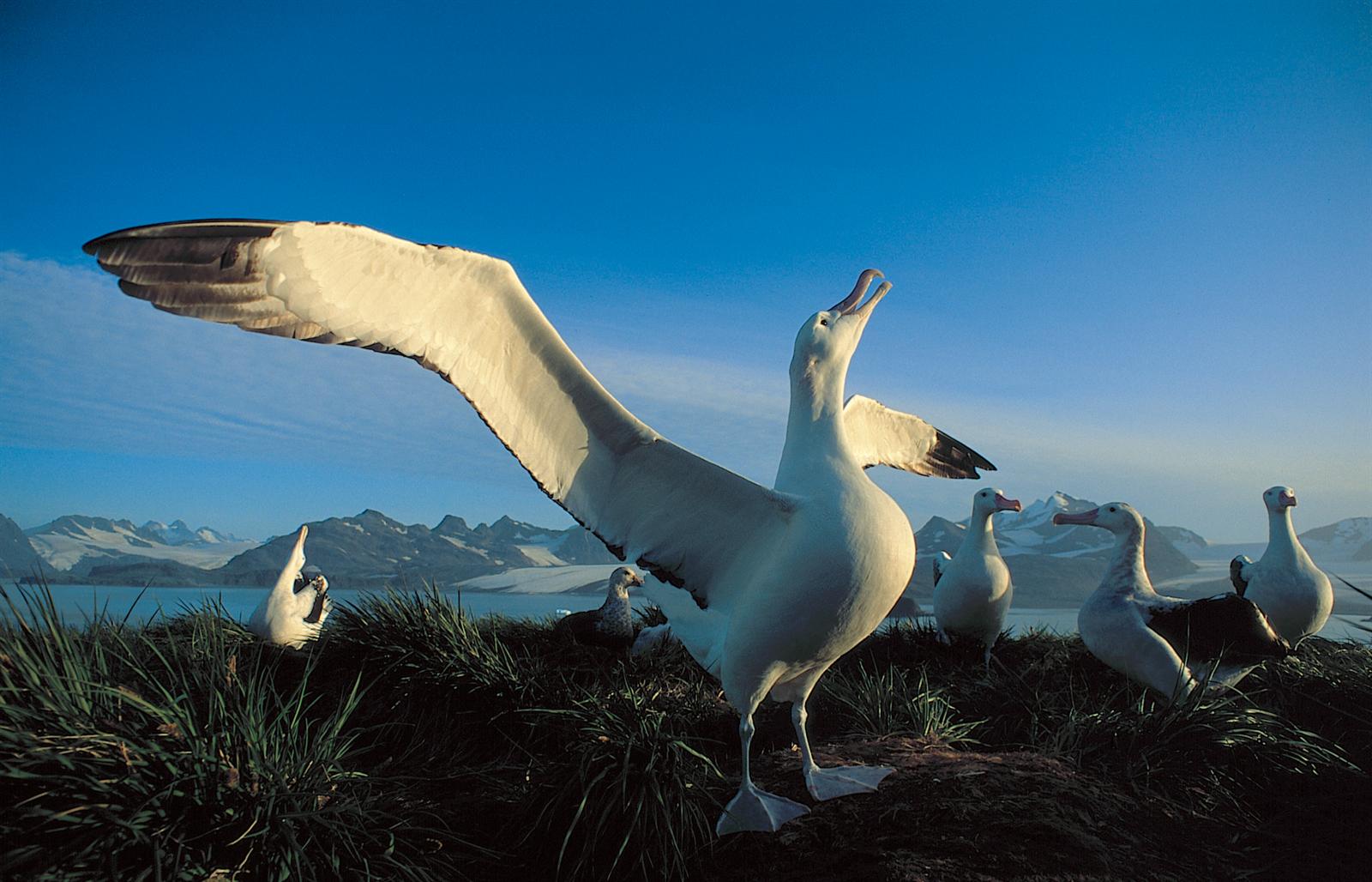 Wanderalbatros — Foto: Oceanwide Expeditions