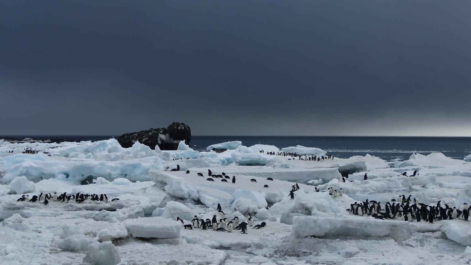 Adelie-Pinguine · Saunders Island — Foto: Oceanwide Expeditions