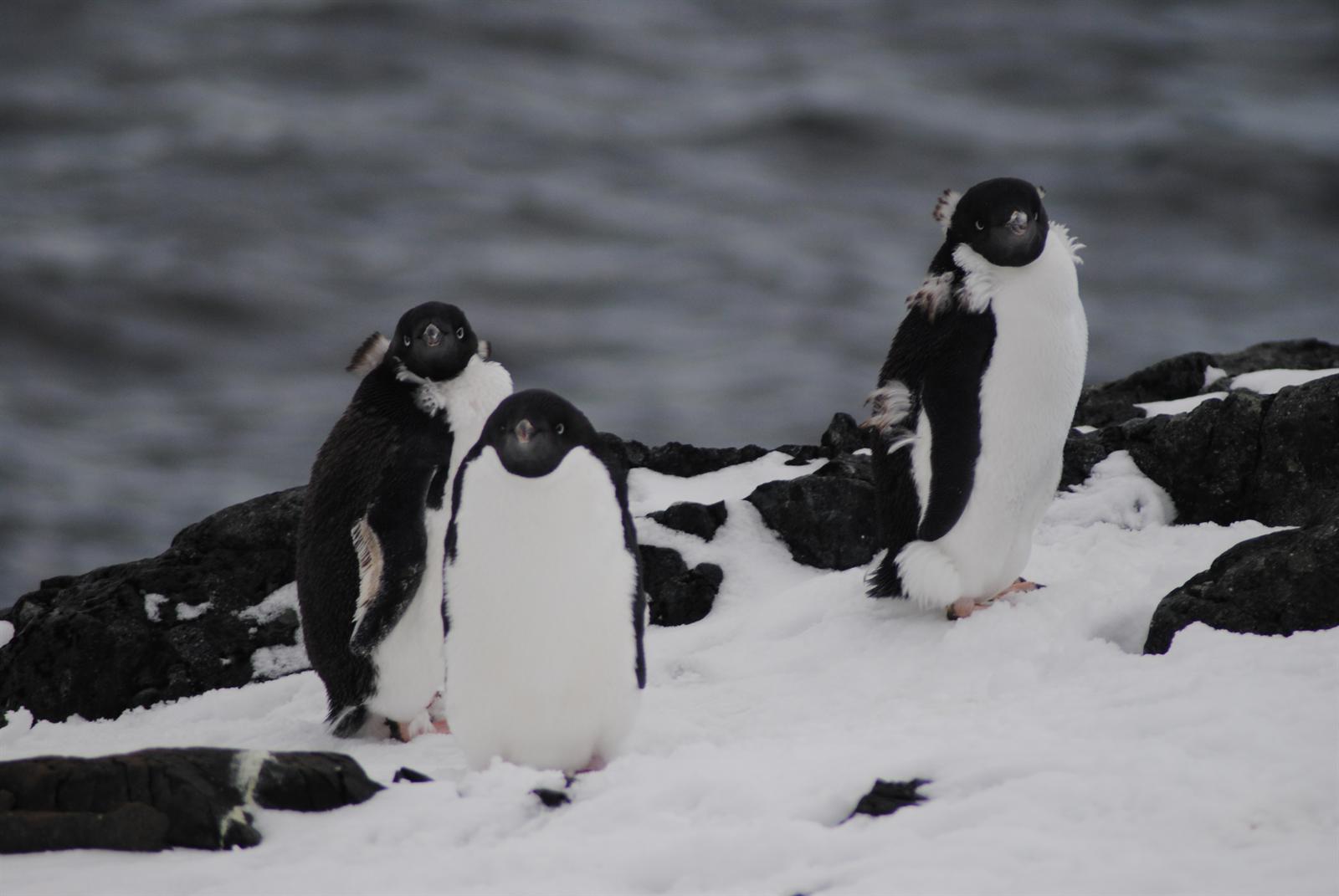 Adelie-Pinguine · Detaille Island — Foto: Oceanwide Expeditions