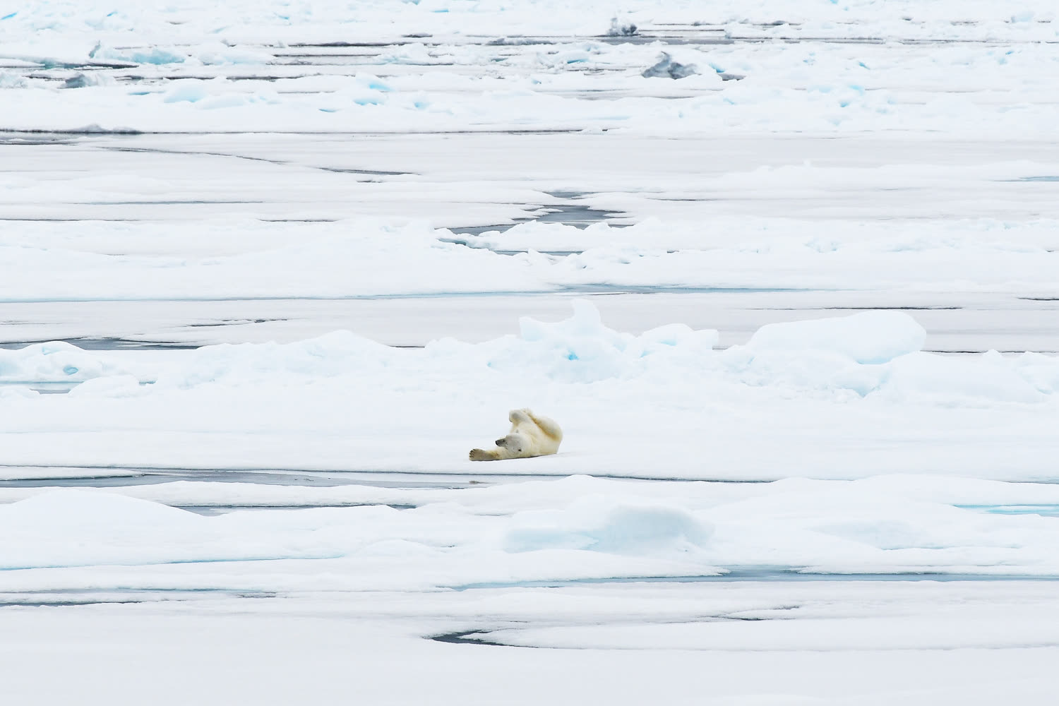 Eisbär auf dem Packeis — Foto: Geert Kroes – Oceanwide Expeditions