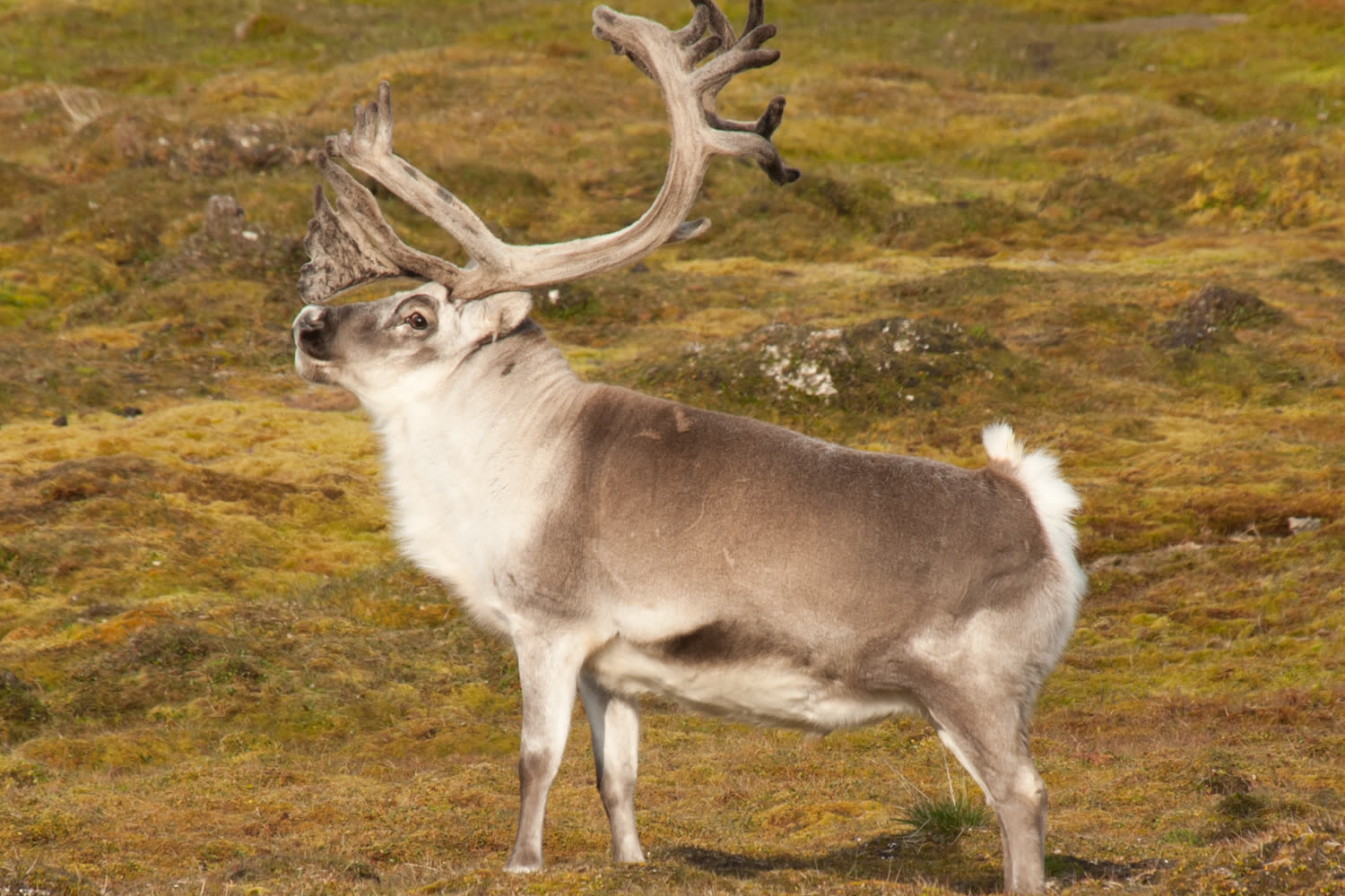 Svalbard-Ren, Spitzbergen — Foto: Erwin Vermeulen – Oceanwide Expeditions