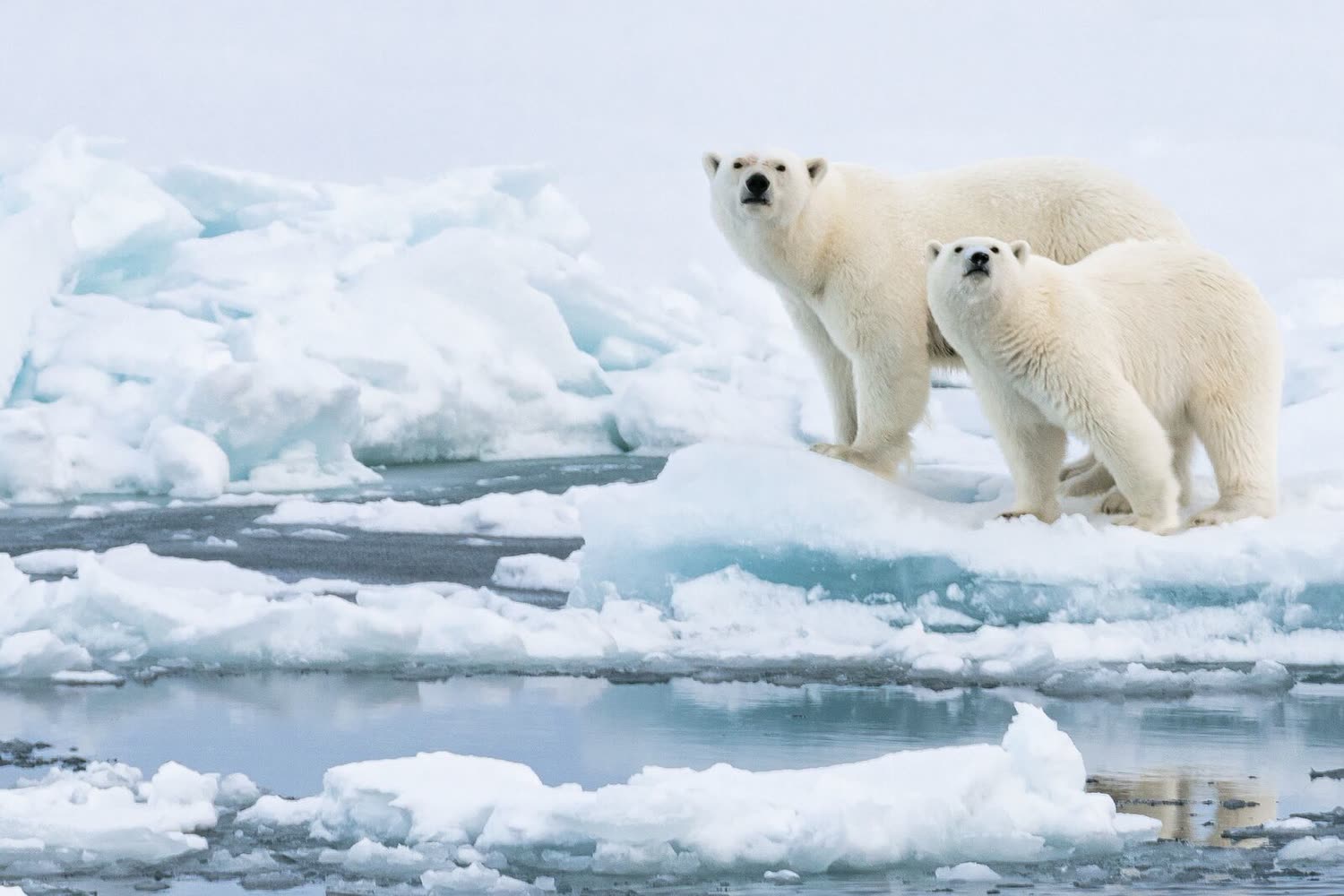 Eisbär im Packeis — Foto: Studio PONANT / Olivier Blaud