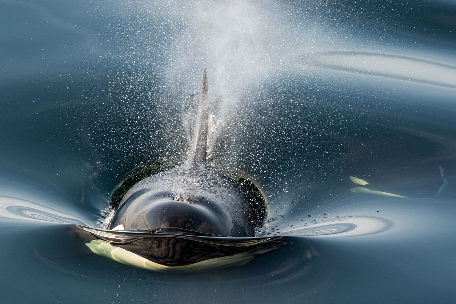 Schwertwal (Orca) — Foto: Studio PONANT / Adrian Freyermuth