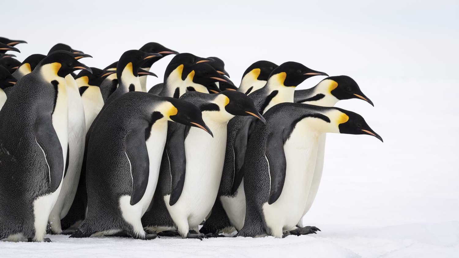 Kaiserpinguine auf Snow Hill Island — Foto: Studio PONANT / Morgane Monneret