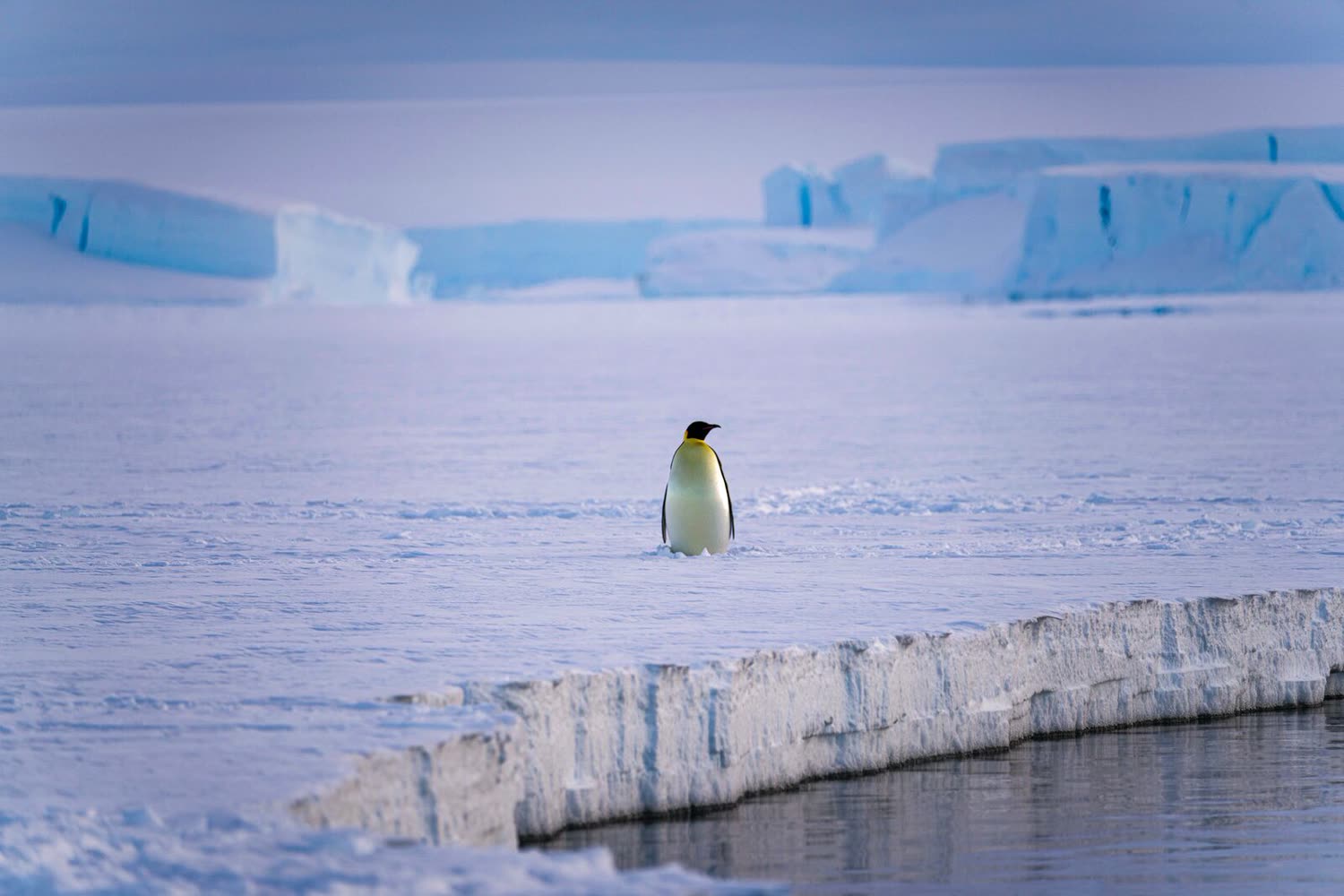Kaiserpinguin am Siple — Foto: Studio PONANT / Morgane Monneret
