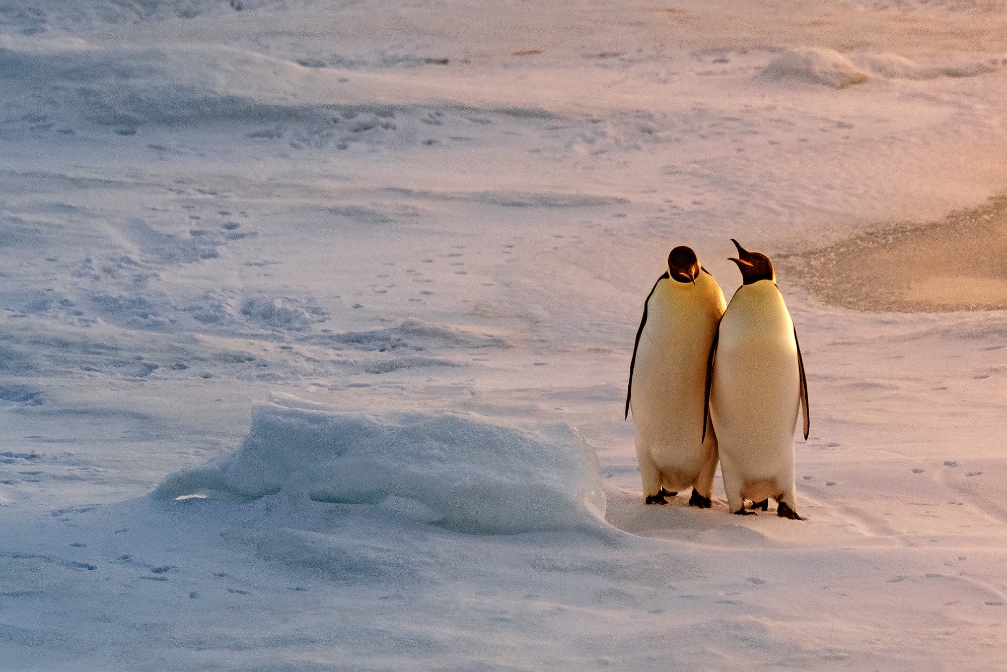 Die Kaiserpinguine des Weddell-Meers
