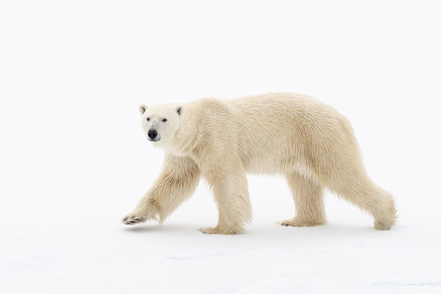 Eisbär auf dem Meereis — Foto: Studio PONANT / Ophélie Bleunven