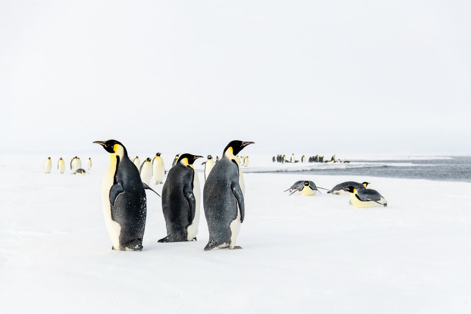 McMurdo Bay — Foto: Studio PONANT / Morgane Lanco