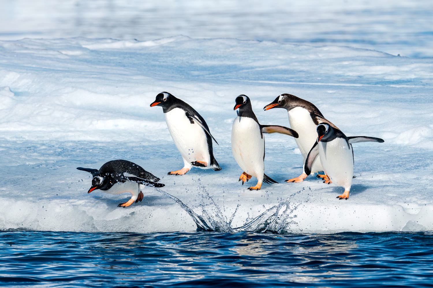 Eselspinguin — Foto: Studio PONANT / Joanna Marchi