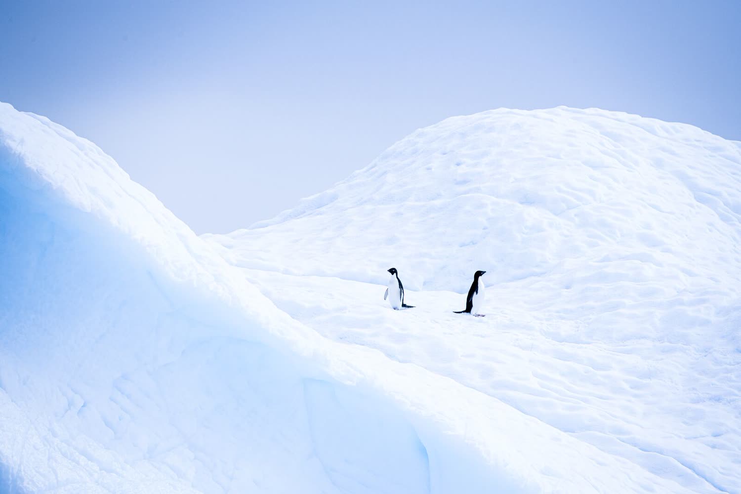 Wilhelmina Bay — Foto: Studio PONANT / Adrien Morlent