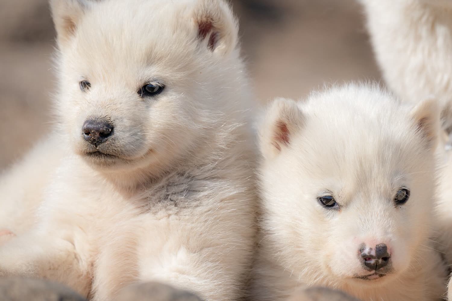 Schlittenhunde in Tasiilaq — Foto: Studio PONANT / Ophélie Bleunven