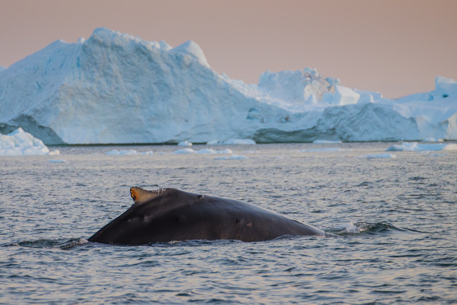 Buckelwal vor den Eisbergen von Ilulissat