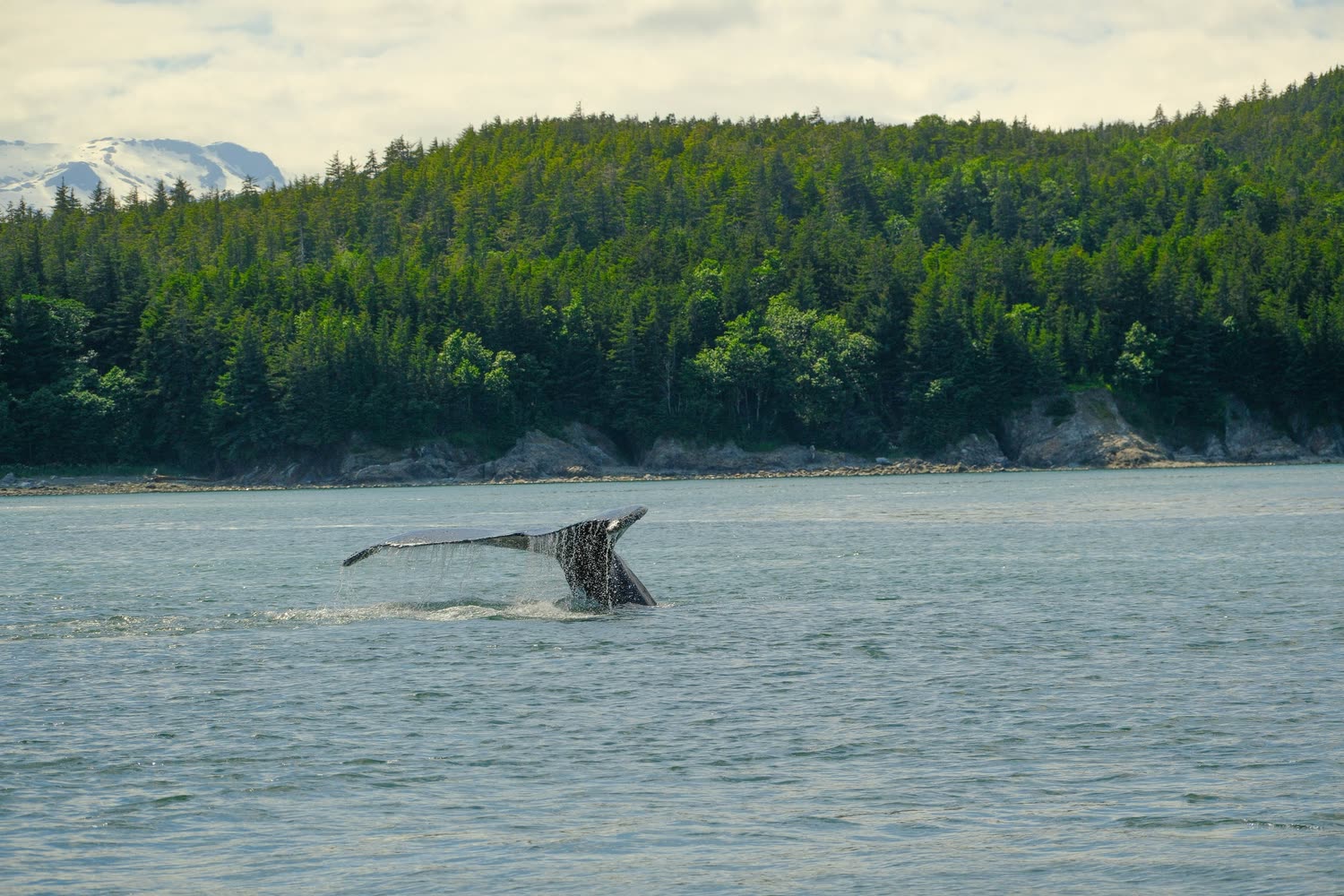Buckelwal im Inside Passage — Foto: Shutterstock