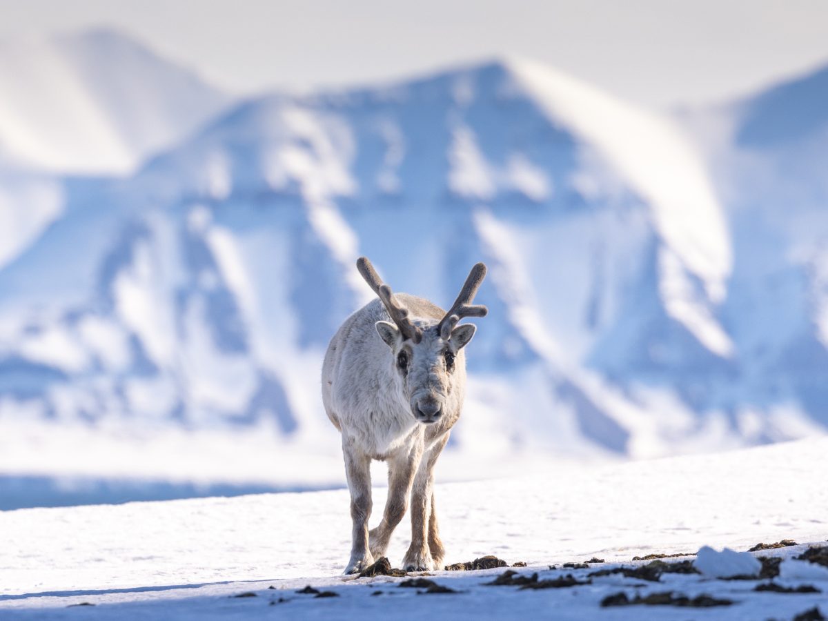 Spitzbergen-Rentier im Frühlingsschnee