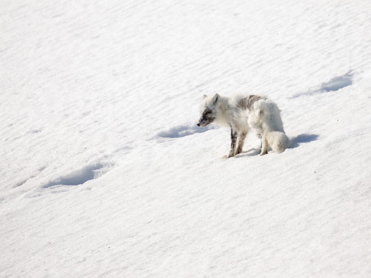 Polarfuchs auf der Schneefläche