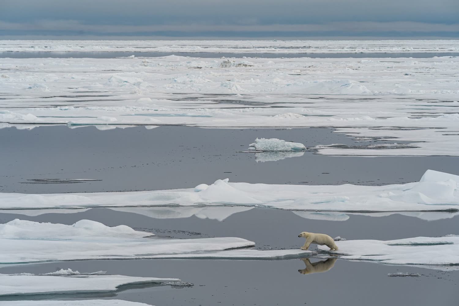 Eisbär bei 82° Nord — Foto: Studio PONANT / Ophélie Bleunven