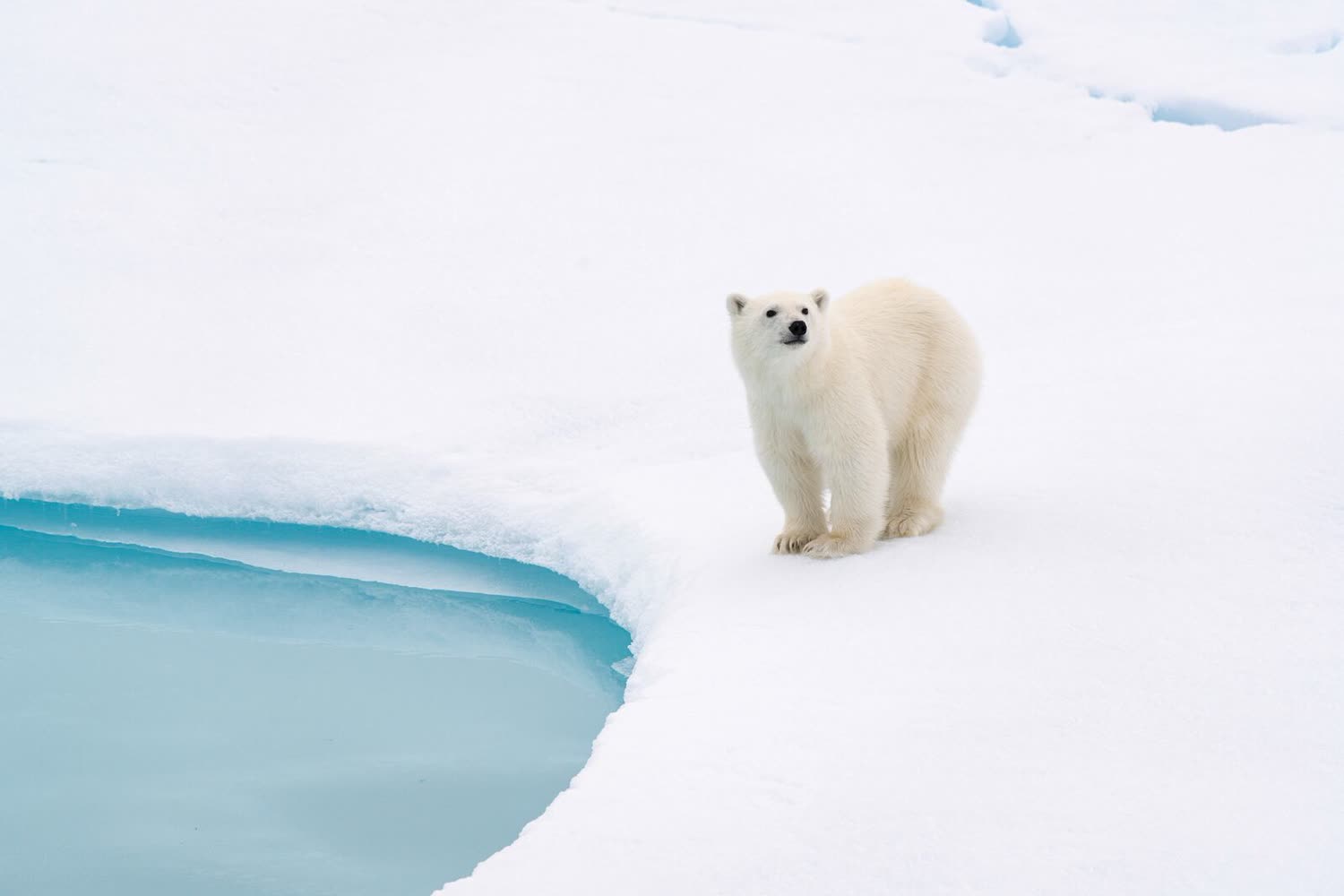 Eisbär am Packeis — Foto: Studio PONANT / Ophélie Bleunven