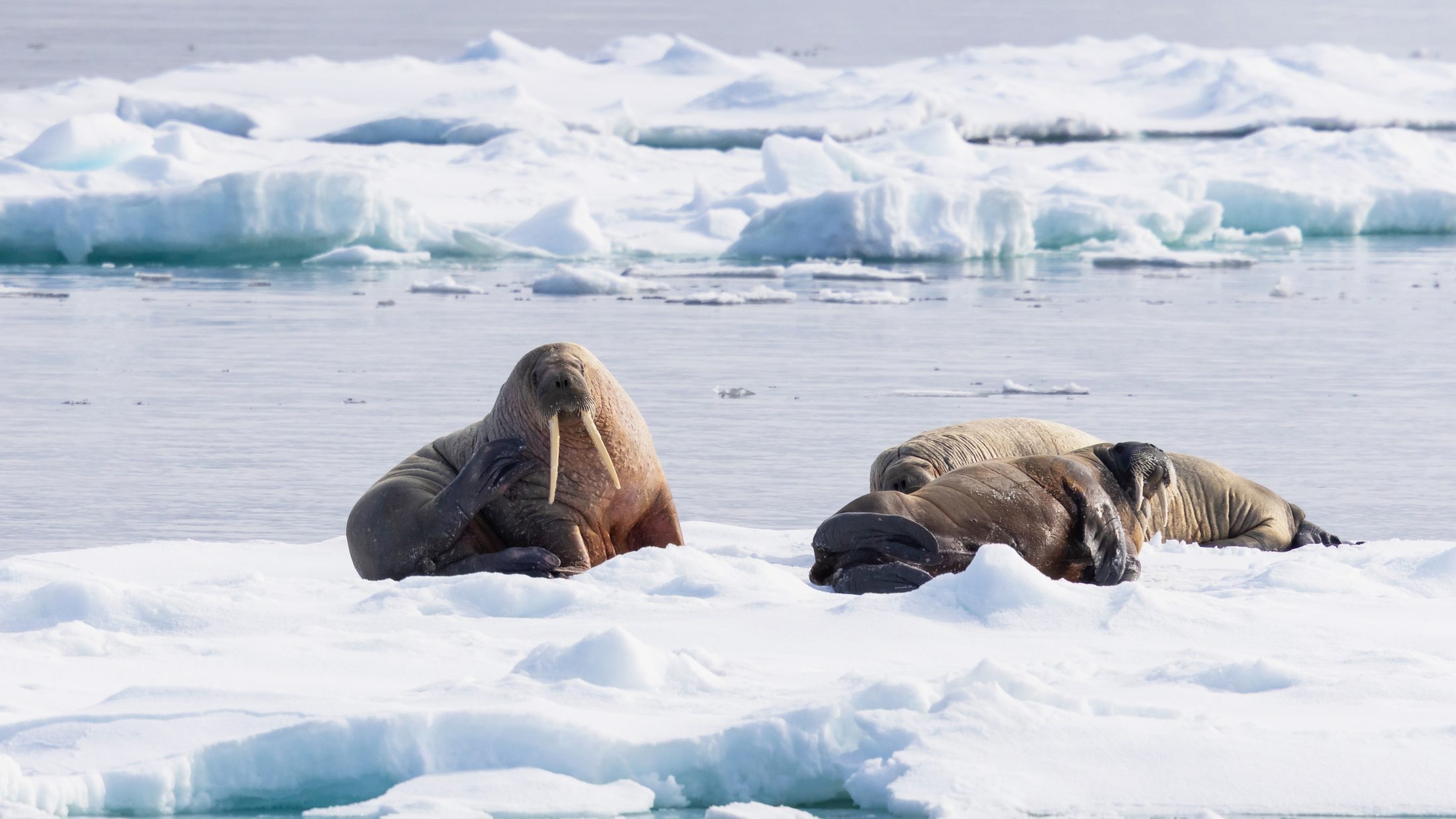 Expedition Svalbard – ins Packeis | MS BALTO