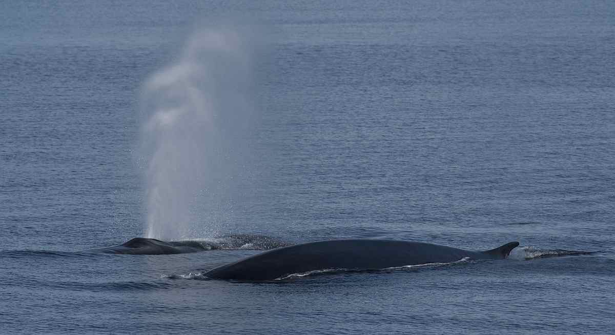 Foto: Oceanwide Expeditions