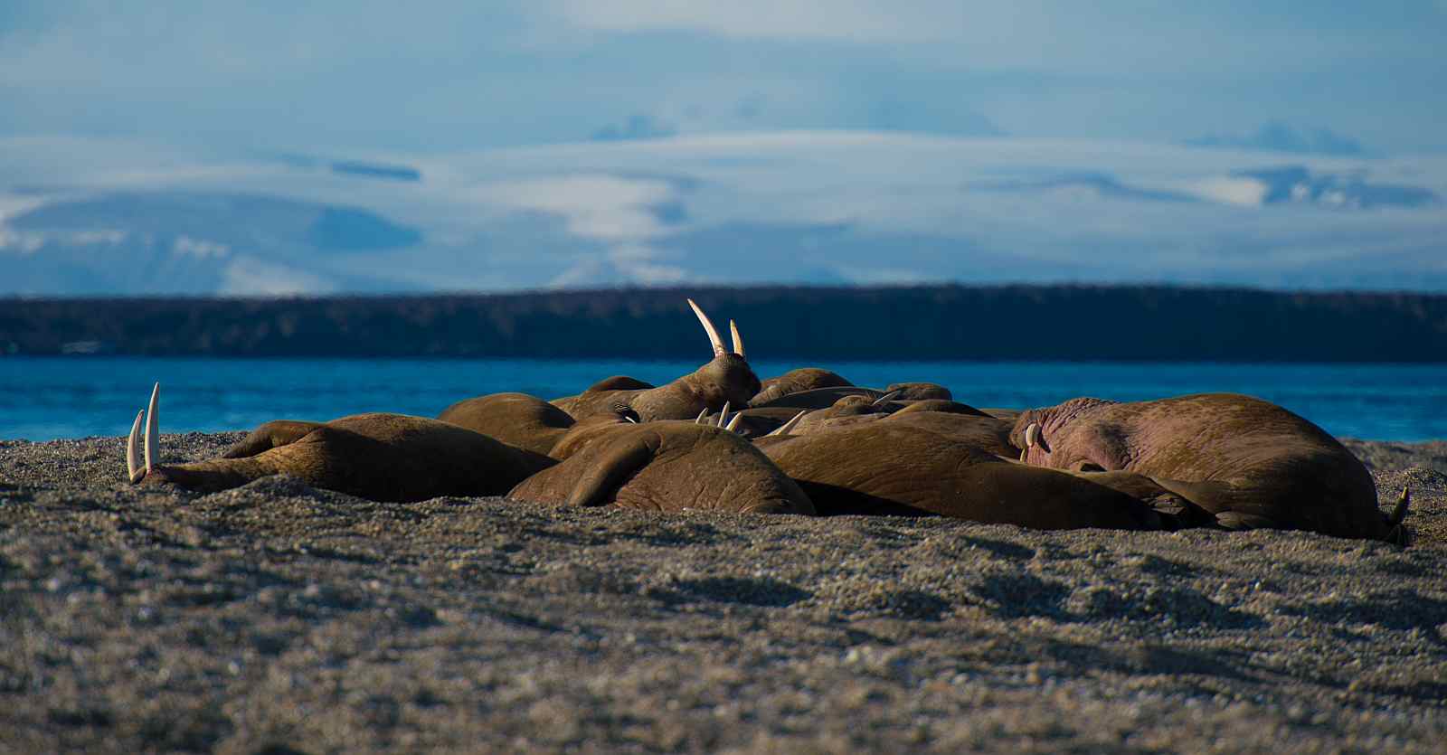 Foto: Oceanwide Expeditions