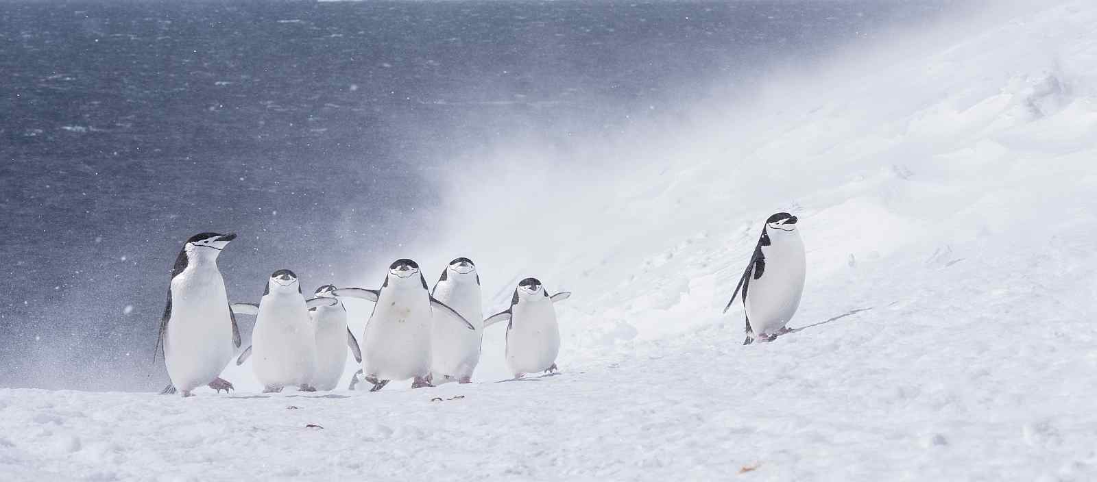 Große Antarktis-Expeditionskreuzfahrt mit Falklandinseln und Südgeorgien | MS OCEAN NOVA