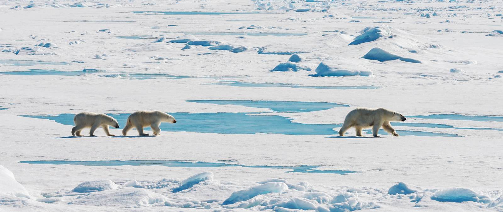 Spitzbergen & das Packeis