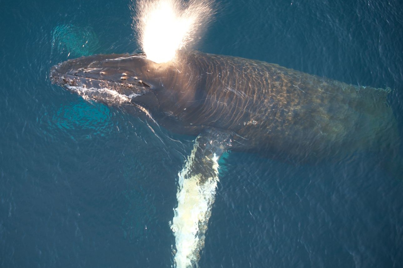 Humpback Whale (Antarctica) — Foto: Oceanwide Expeditions