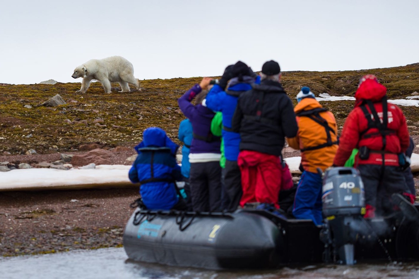 North Spitsbergen Polar Bear, July — Foto: Oceanwide Expeditions