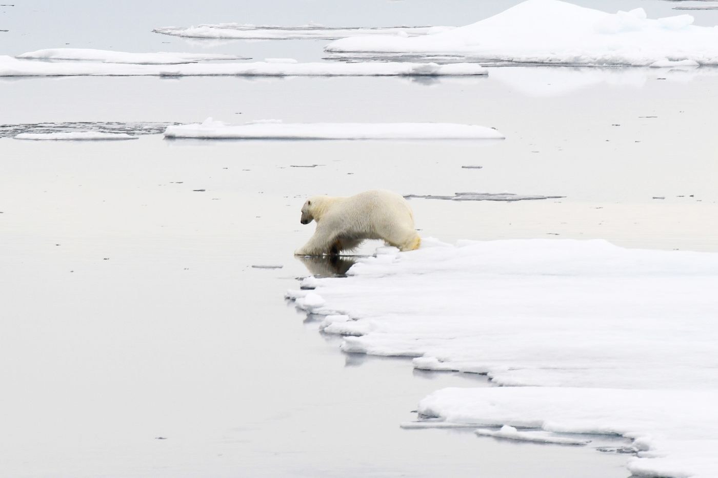 Polar bear and pack ice — Foto: Oceanwide Expeditions