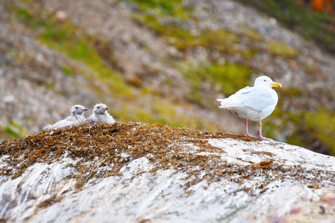 Foto: Oceanwide Expeditions