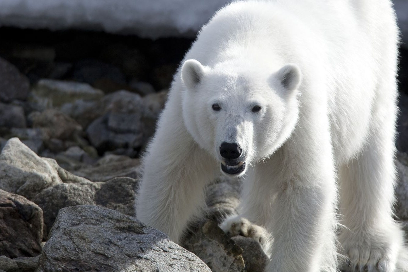 Spitsbergen, Polar Bear — Foto: Oceanwide Expeditions