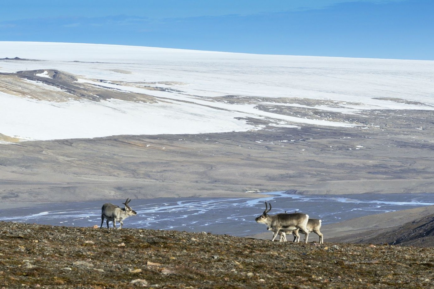Svalbard Reindeer, Spitsbergen, August — Foto: Oceanwide Expeditions