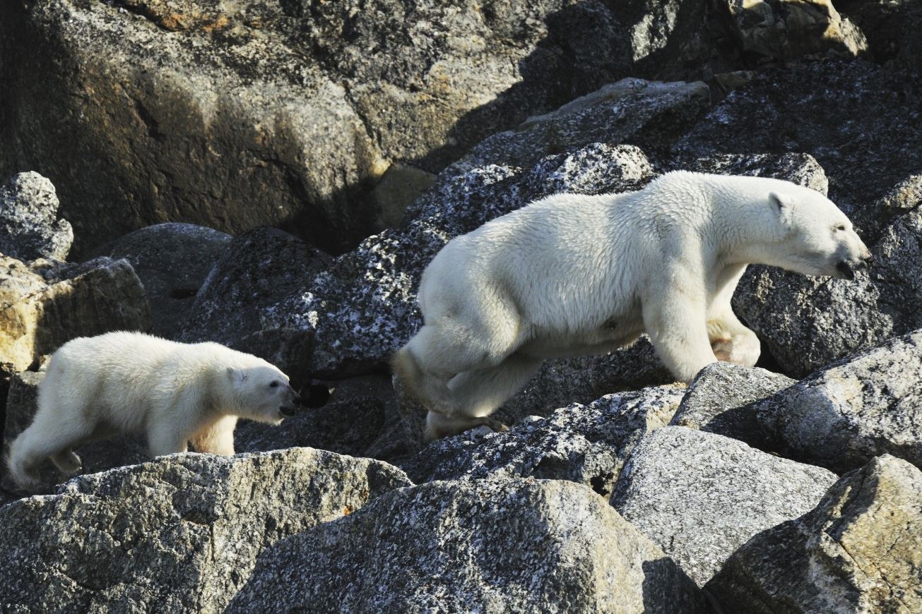Spitsbergen, Polar Bear, August — Foto: Oceanwide Expeditions