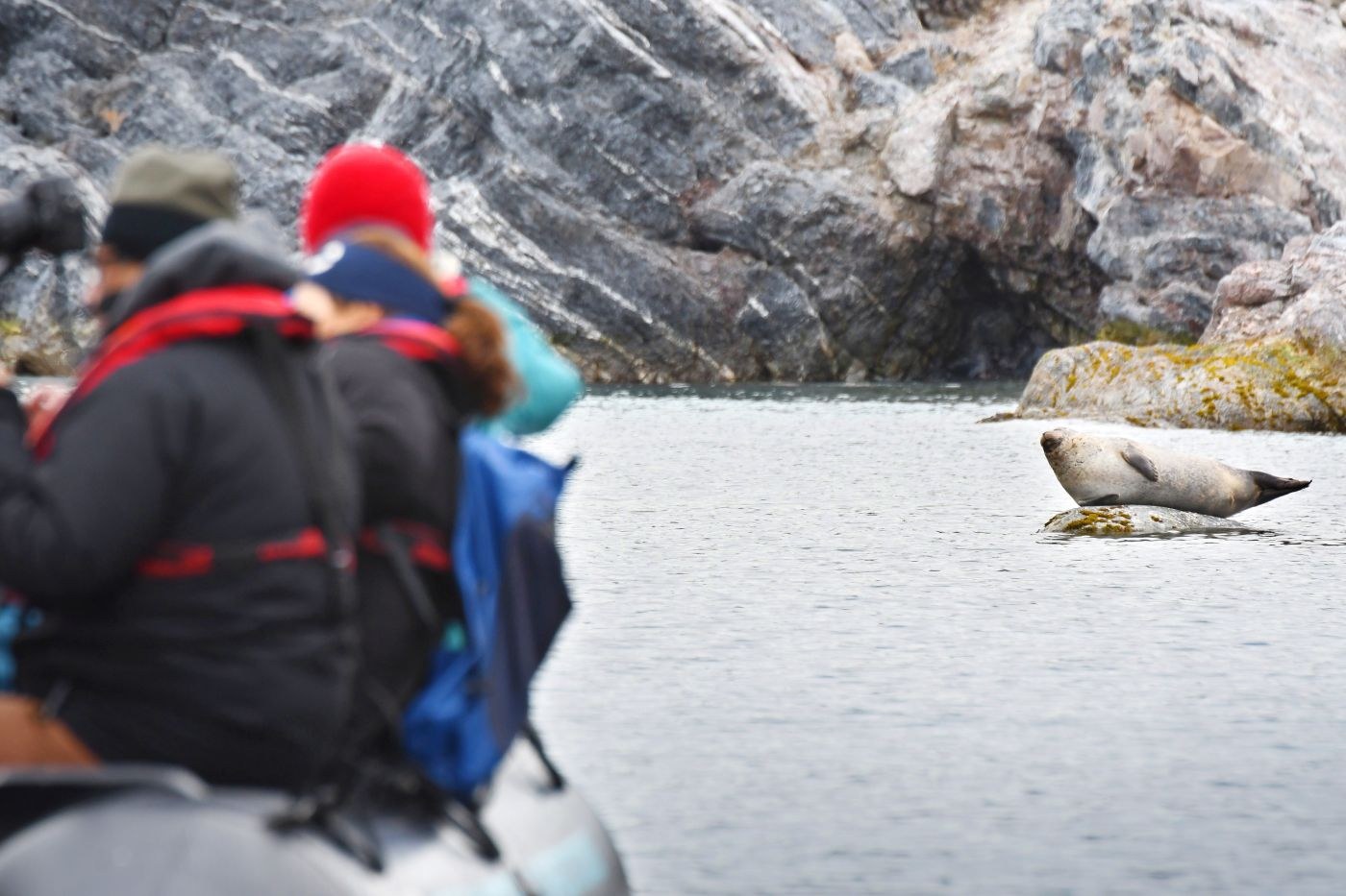 Ny Alesund, harbor seal — Foto: Oceanwide Expeditions