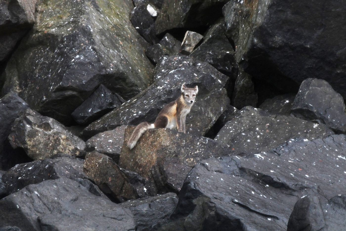Alkefjellet; glacier; arctic fox; Svalbard-aug2017-Geert_Kroes-028 — Foto: Oceanwide Expeditions