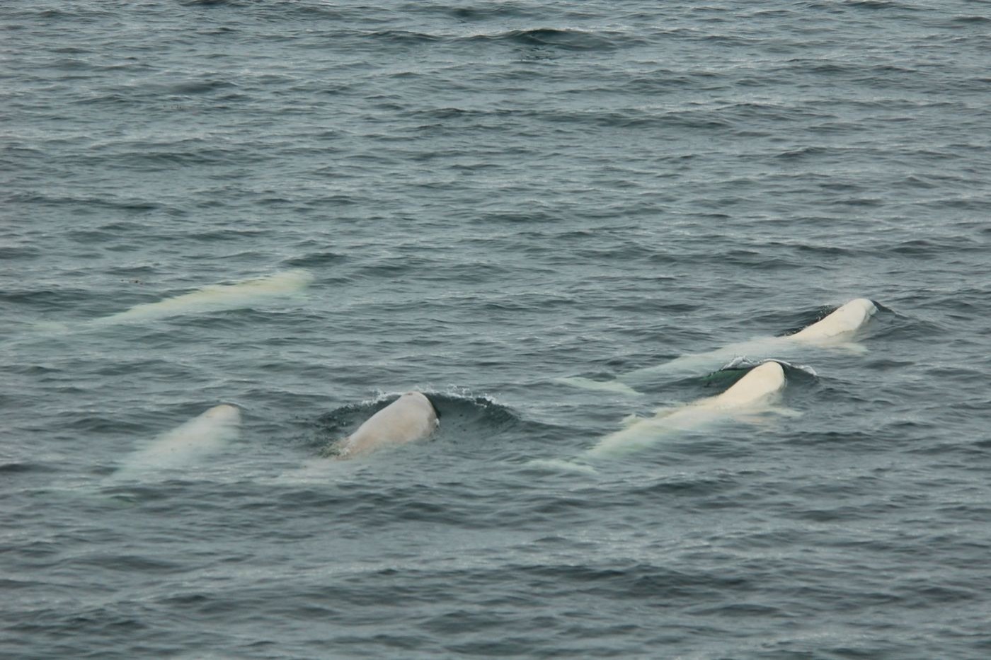 Spitsbergen, Beluga Whales, July — Foto: Oceanwide Expeditions