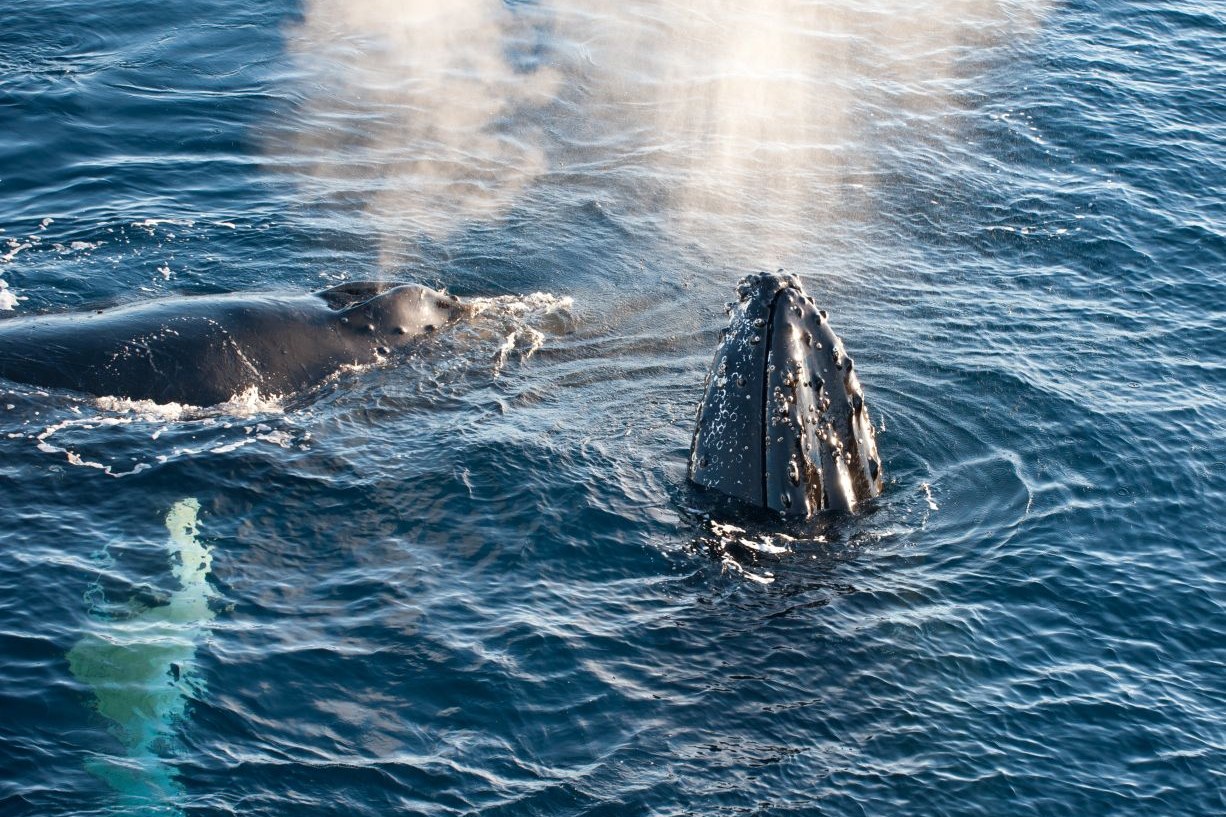Humpback Whale (Antarctica) — Foto: Oceanwide Expeditions