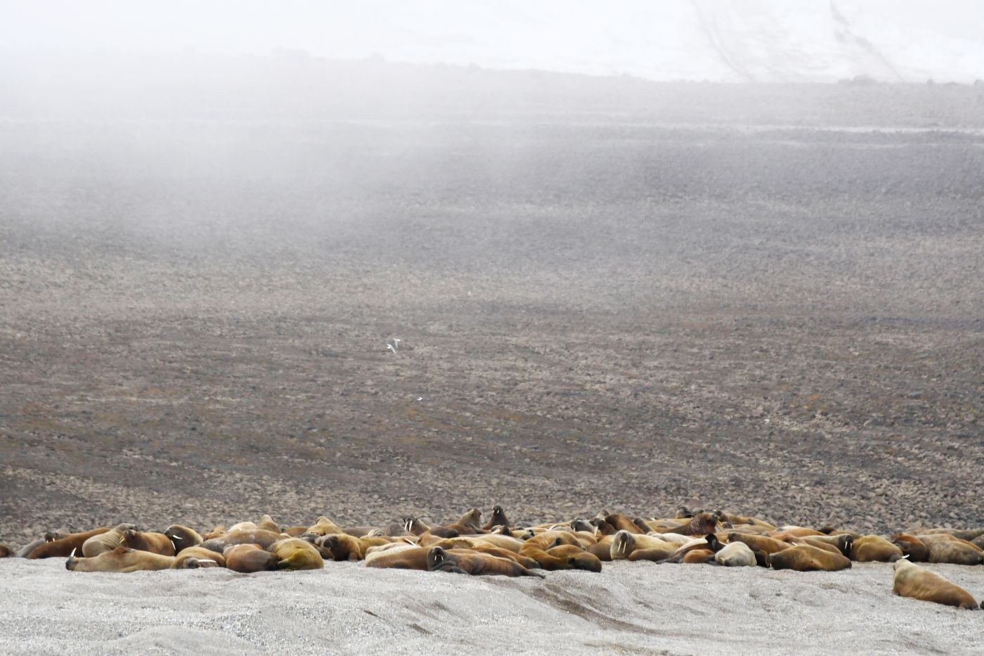 Kapp Oetker, walrus — Foto: Oceanwide Expeditions