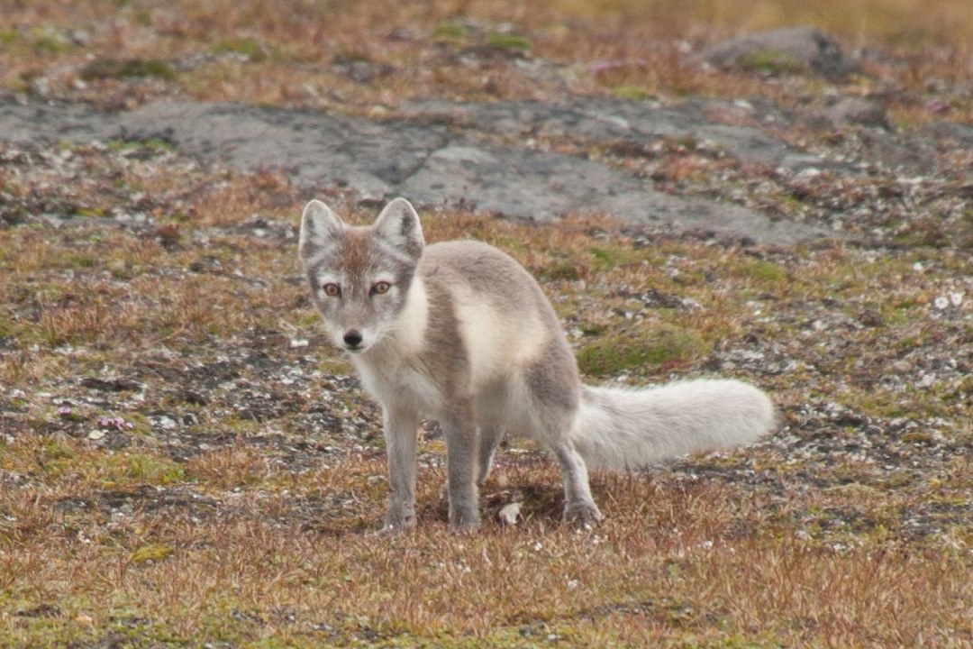Arctic Fox, Spitsbergen, August — Foto: Oceanwide Expeditions
