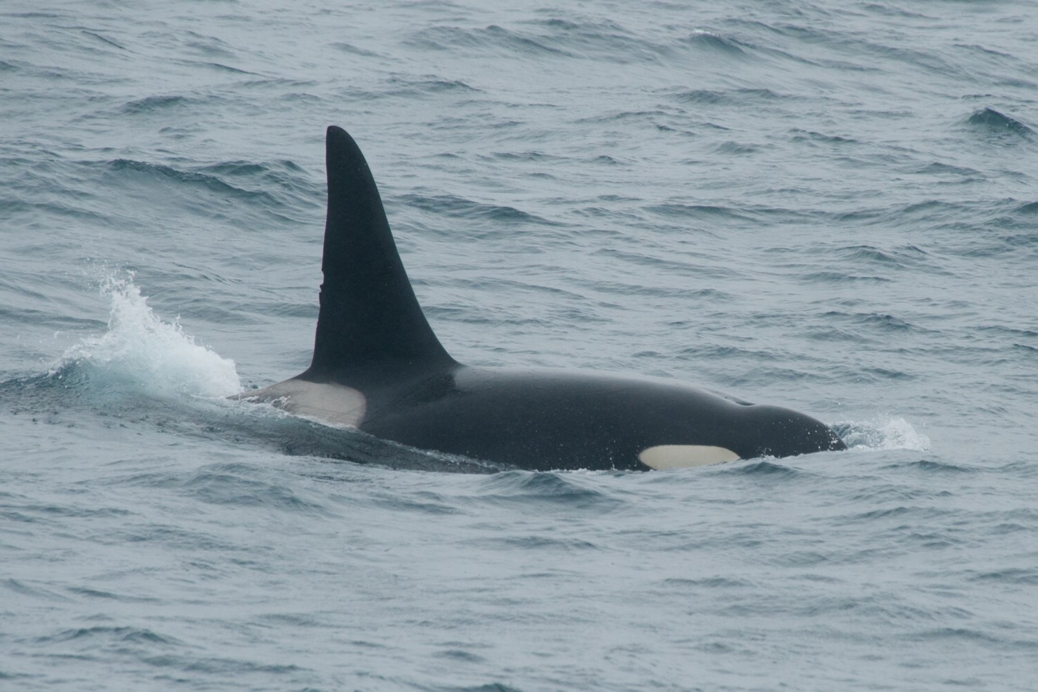 Orca-Sichtung — Foto: Oceanwide Expeditions