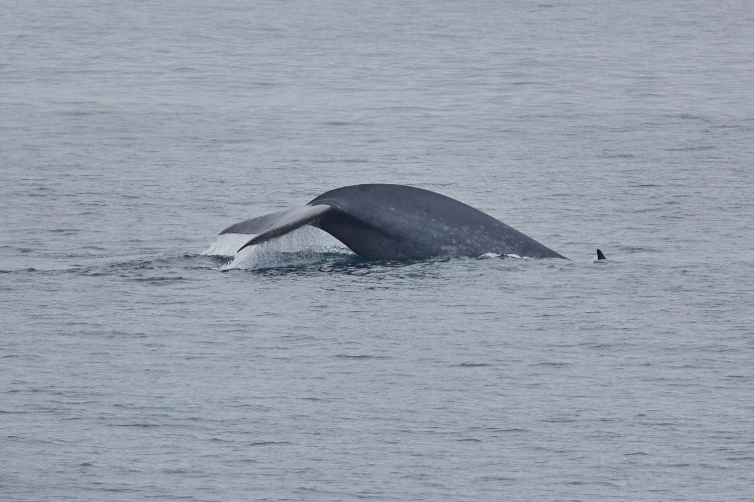 Blauwal vor Spitzbergen — Foto: Oceanwide Expeditions