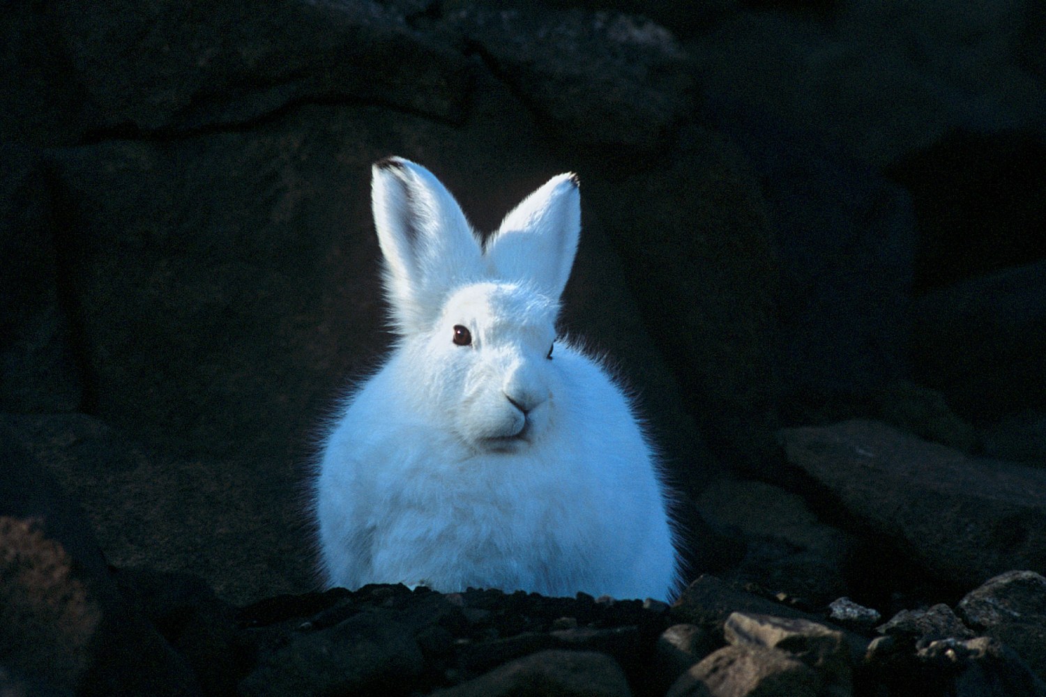 Polarhase in der Tundra — Foto: Oceanwide Expeditions