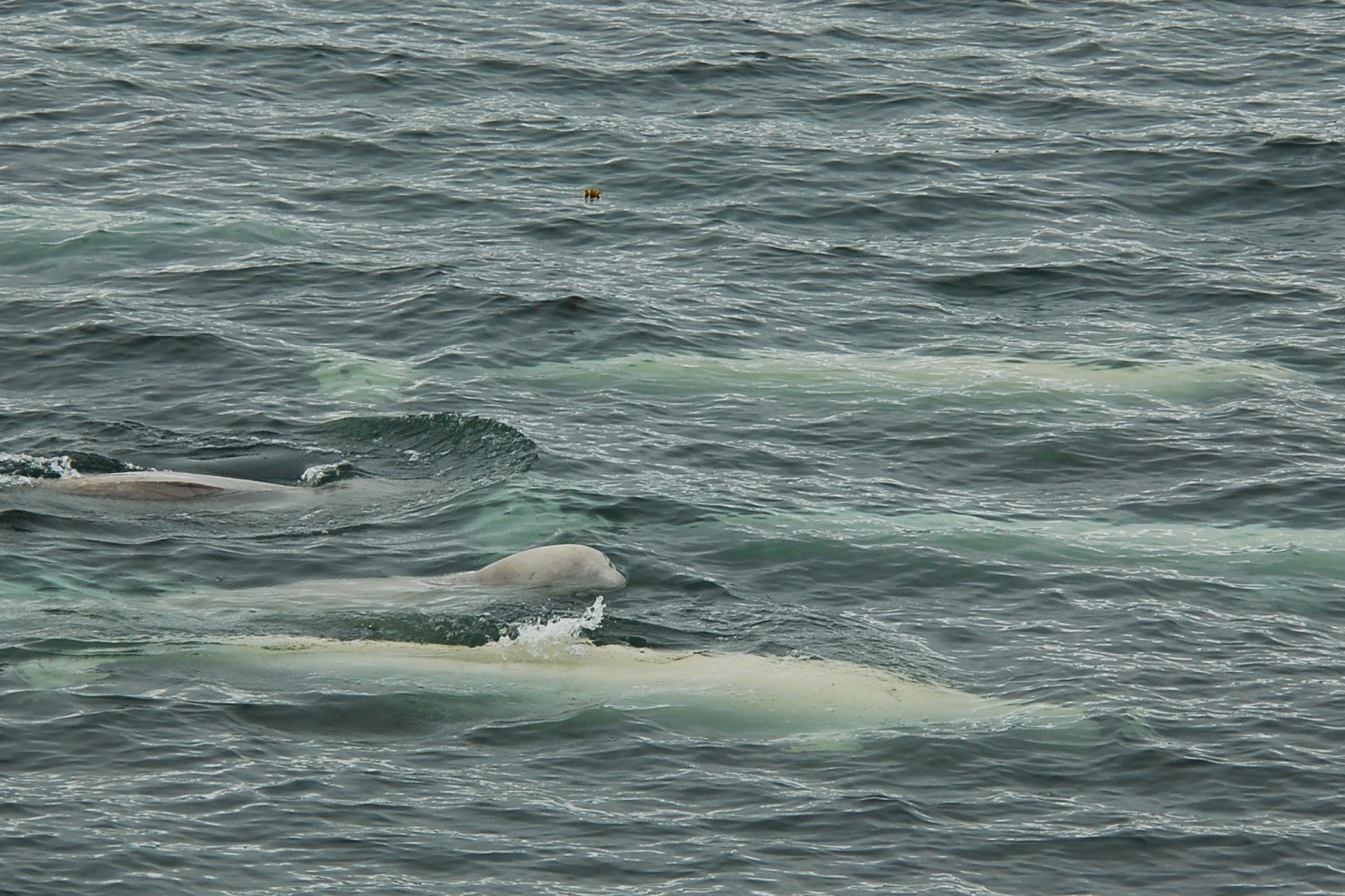 Belugawale vor Spitzbergen — Foto: Oceanwide Expeditions