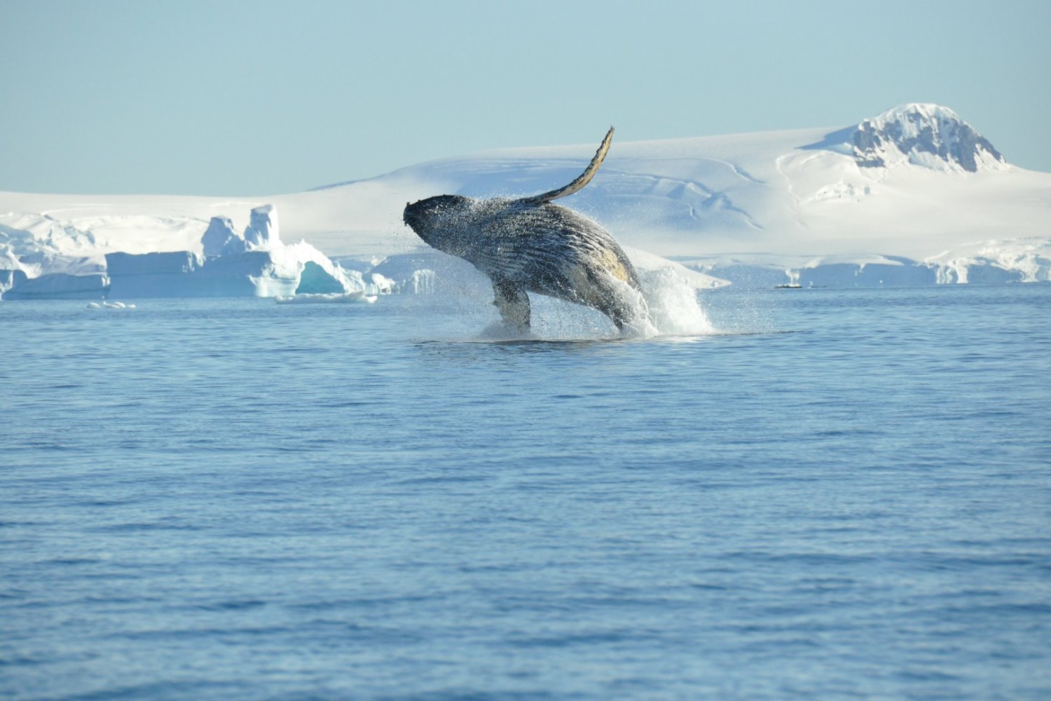 Springender Buckelwal — Foto: Oceanwide Expeditions