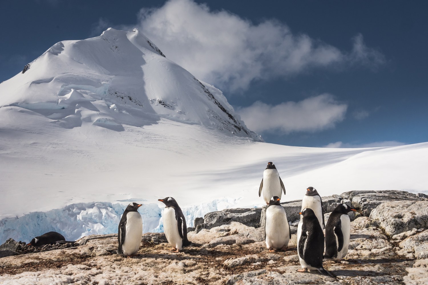 Gentoo-Pinguin-Kolonie — Foto: Oceanwide Expeditions