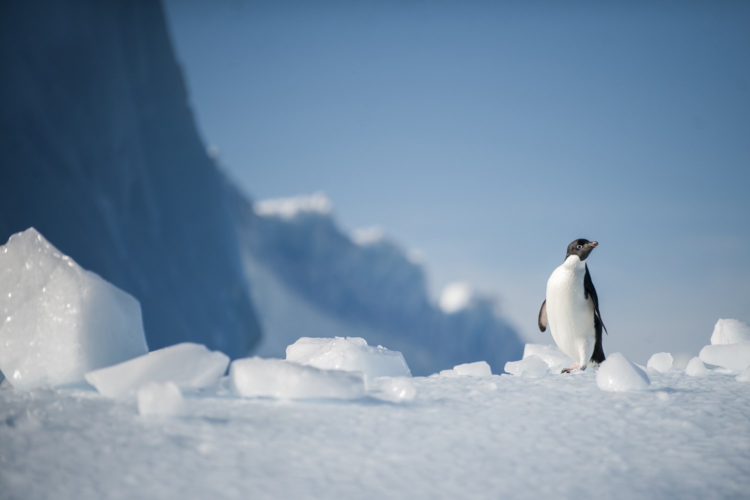 Adelie-Pinguin in Eis und Schnee — Foto: Oceanwide Expeditions