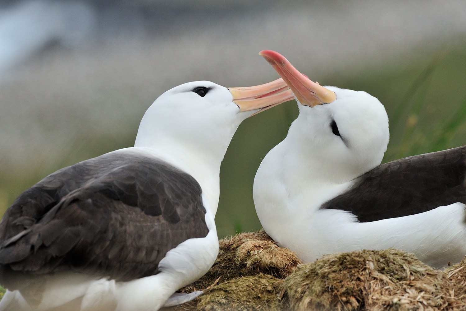 Schwarzbrauenalbatros auf Steeple Jason — Foto: Oceanwide Expeditions