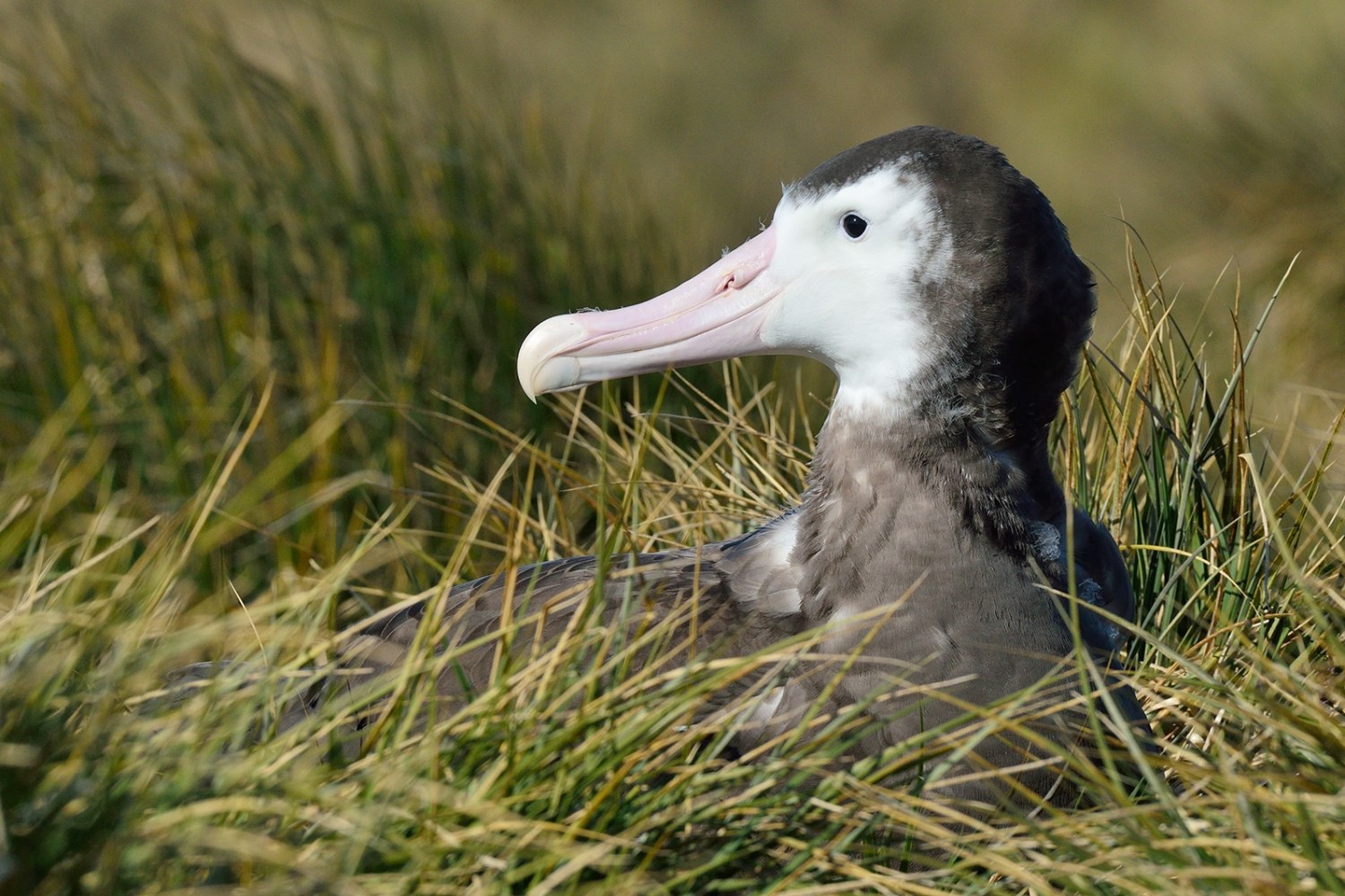 Wanderalbatros auf Prion Island — Foto: Oceanwide Expeditions